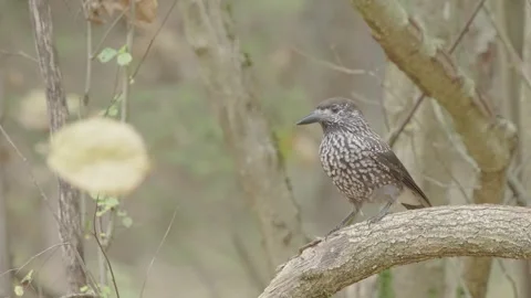 Northern or spotted nutcracker bird in autumn forest, Nucifraga caryocatactes Stock Footage 290189889