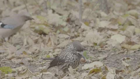 Northern or spotted nutcracker bird in autumn forest, Nucifraga caryocatactes Stock Footage 290189974