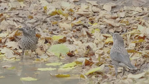 Northern or spotted nutcracker bird in autumn forest, Nucifraga caryocatactes Stock Footage 290190029