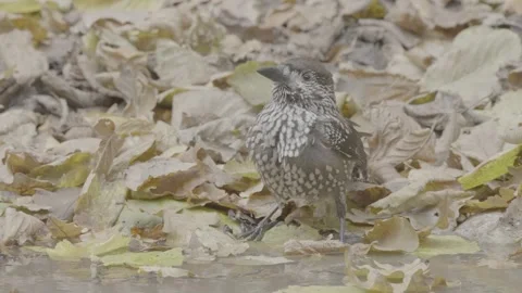 Northern or spotted nutcracker bird in autumn forest, Nucifraga caryocatactes Stock Footage 290190144
