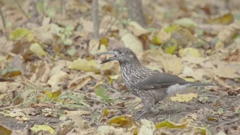 Northern or spotted nutcracker bird in autumn forest, Nucifraga caryocatactes Stock Footage 290190152