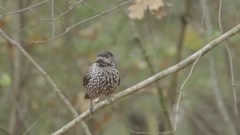 Northern or spotted nutcracker bird in autumn forest, Nucifraga caryocatactes Stock Footage 290190286