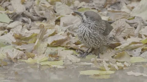 Northern or spotted nutcracker bird in autumn forest, Nucifraga caryocatactes Stock Footage 290190354