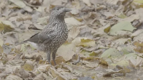 Northern or spotted nutcracker bird in autumn forest, Nucifraga caryocatactes Stock Footage 290190570