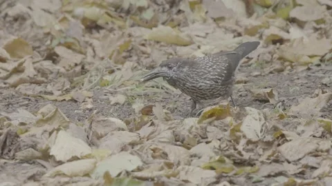 Northern or spotted nutcracker bird in autumn forest, Nucifraga caryocatactes Stock Footage 290190575