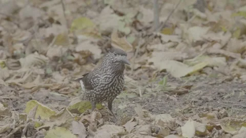 Northern or spotted nutcracker bird in autumn forest, Nucifraga caryocatactes Stock Footage 290190595