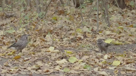 Northern or spotted nutcracker bird in autumn forest, Nucifraga caryocatactes Stock Footage 290190596