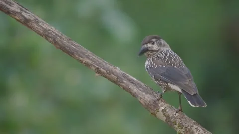 Northern or spotted nutcracker bird, Nucifraga caryocatactes Vídeos de archivo 317717914