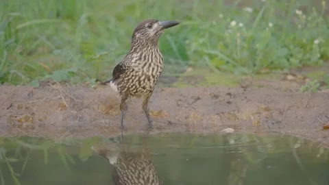 Northern or spotted nutcracker bird drinks water, Nucifraga caryocatactes Stock Footage 317718172