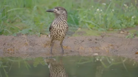 Northern or spotted nutcracker bird drinks water, Nucifraga caryocatactes Stock Footage 317718204