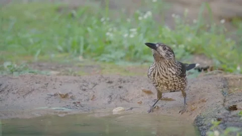 Northern or spotted nutcracker bird, Nucifraga caryocatactes Stock Footage 319573479