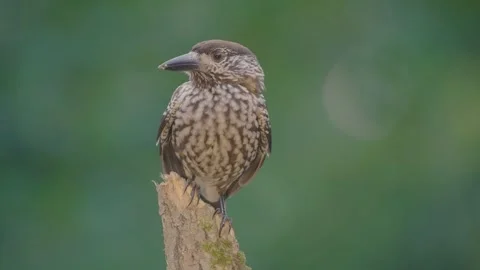 Northern or spotted nutcracker bird, Nucifraga caryocatactes Stock Footage 319573496