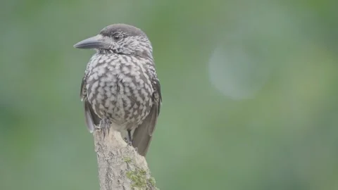 Northern or spotted nutcracker bird, Nucifraga caryocatactes Stock Footage 319573512