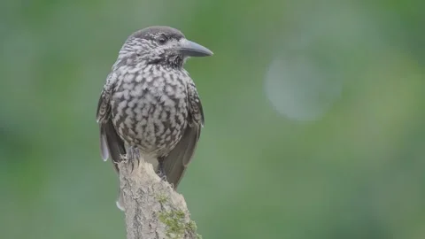 Northern or spotted nutcracker bird, Nucifraga caryocatactes Stock Footage 319573628