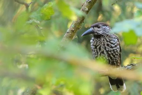 Northern or spotted nutcracker bird, Nucifraga caryocatactes Foto stock