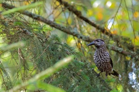 Northern or spotted nutcracker bird, Nucifraga caryocatactes Foto stock