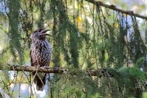 Northern or spotted nutcracker bird, Nucifraga caryocatactes Foto stock