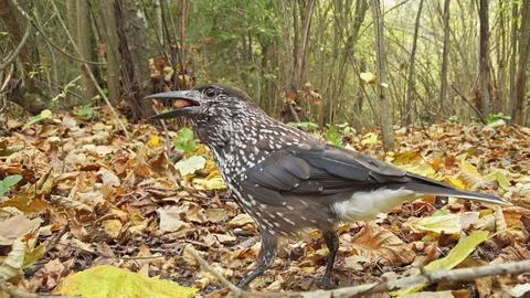 Northern or spotted nutcracker bird, Nucifraga caryocatactes Foto stock