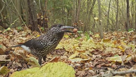 Northern or spotted nutcracker bird, Nucifraga caryocatactes Foto stock