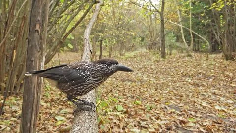 Northern or spotted nutcracker bird, Nucifraga caryocatactes Foto stock