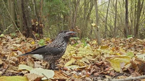 Northern or spotted nutcracker bird, Nucifraga caryocatactes Foto stock