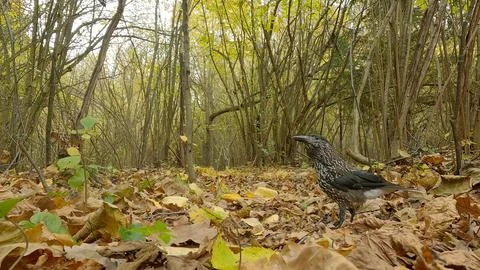Northern or spotted nutcracker bird, Nucifraga caryocatactes Foto stock