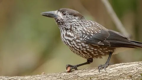 Northern or spotted nutcracker bird, Nucifraga caryocatactes Foto stock
