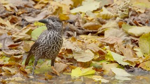 Northern or spotted nutcracker bird, Nucifraga caryocatactes Foto stock