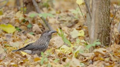 Northern or spotted nutcracker bird, Nucifraga caryocatactes Foto stock