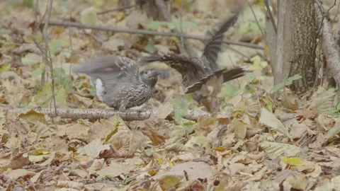 Northern or spotted nutcracker birds fighting in autumn forest, bird fight Stock Footage 290121066
