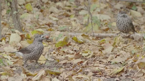 Northern or spotted nutcracker birds in autumn forest, Nucifraga caryocatactes Stock Footage 290121193
