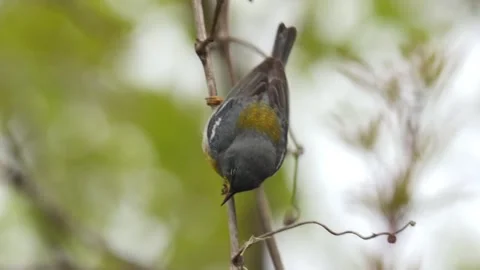 Northern parula bird perched upside down on a twig with blurred green background Stock Footage 325698236