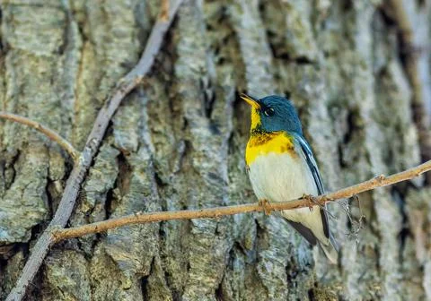 Northern Parula Stock Photos