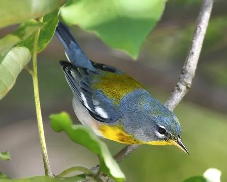 Northern Parula Stock Photos