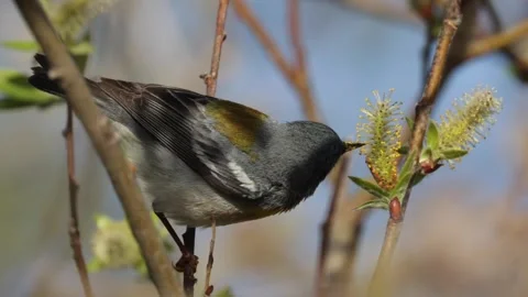 Northern parula warbler bird perched on willow branch feeding on nectar insects Stock Footage 325885459