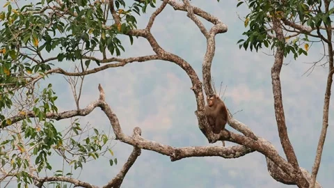 Northern Pig-tailed Macaque, Macaca leonina, Thailand; found sitting on a Stock Footage 156431261