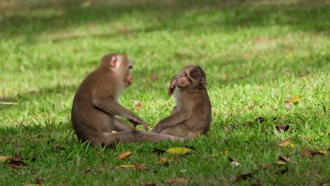 Northern Pig-tailed Macaque, Macaca leonina grooming its young on its butt Stock Footage 169270665