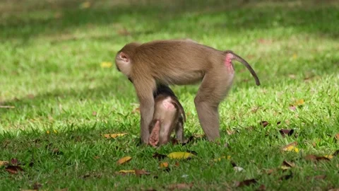 Northern Pig-tailed Macaque, Macaca leonina seen scratching its butt while Stock Footage 169273366