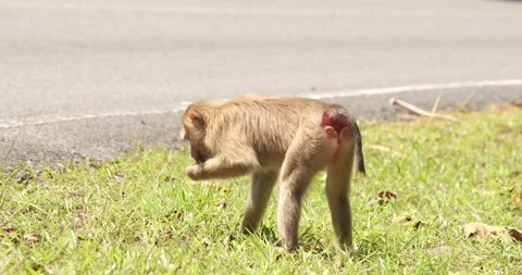 Northern pig-tailed macaque (Macaca leonina) monkey eating flying termite. Stock Footage 274947548