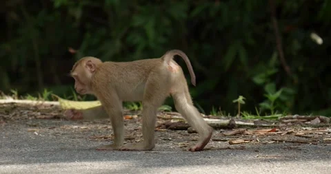 Northern pig-tailed macaque (Macaca leonina) monkey eating flying termite. Stock Footage 274947579