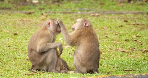 Northern pig-tailed macaque (Macaca leonina) monkey family. Stock Footage 276281396
