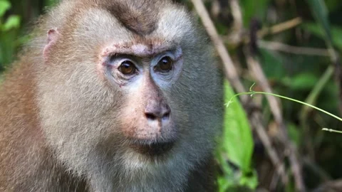 Northern pig-tailed macaque resting in lush forest Stock-Footage 337759075