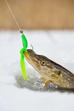Northern Pike being pulled through the hole while ice fishing Stock Photos