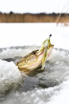 Northern Pike being pulled through the hole while ice fishing Stock Photos