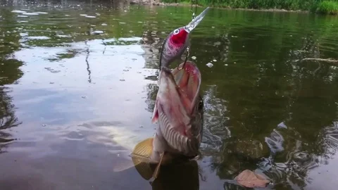 Northern Pike catch. Video stock 76798703