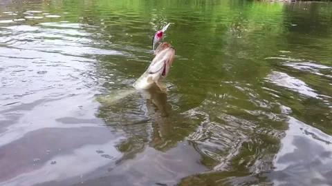 Northern Pike catch. Stock Footage 76799337