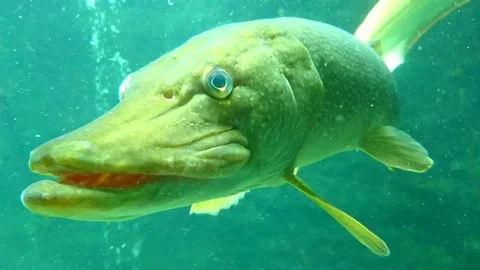 Northern pike close up Stock Footage 77649513