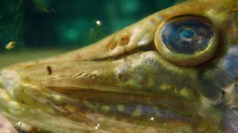 Northern pike (Esox lucius) Stock Footage 231075673