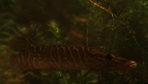 Northern Pike Stock Footage 7134332