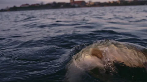 Northern pike. Video stock 263726258